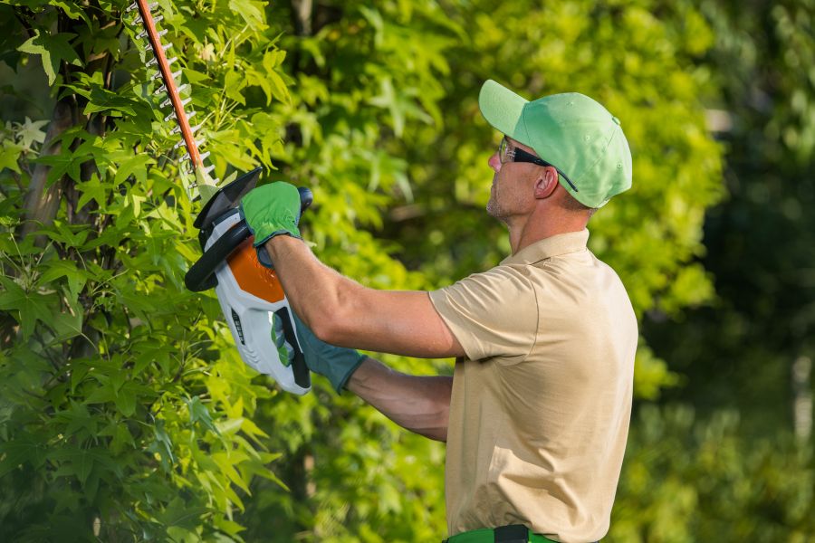 Affordable Tree Trimming Services