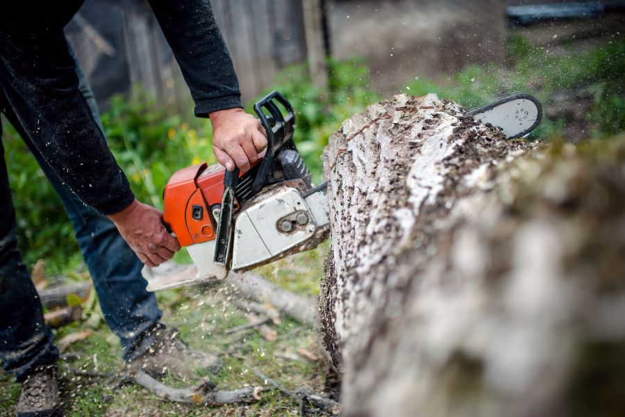 Safe and Affordable Tree Removal Services