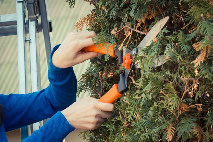 Fallen tree removal service springfield missouri