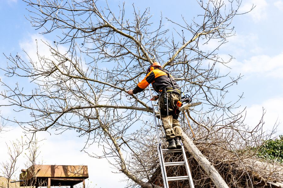 Large tree removal specialists springfield missouri