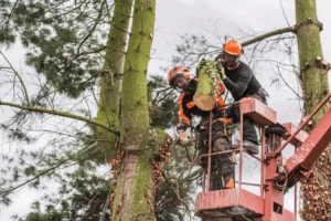 Certified Arborist Tree Services