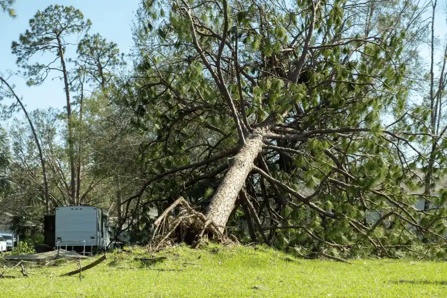 Emergency Tree Care For Property Protection