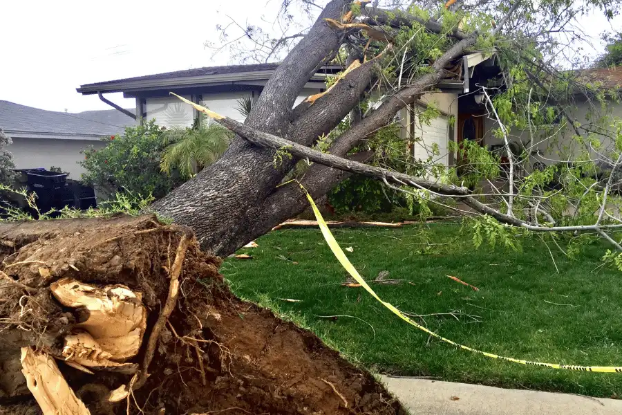 Emergency Tree Service Importance