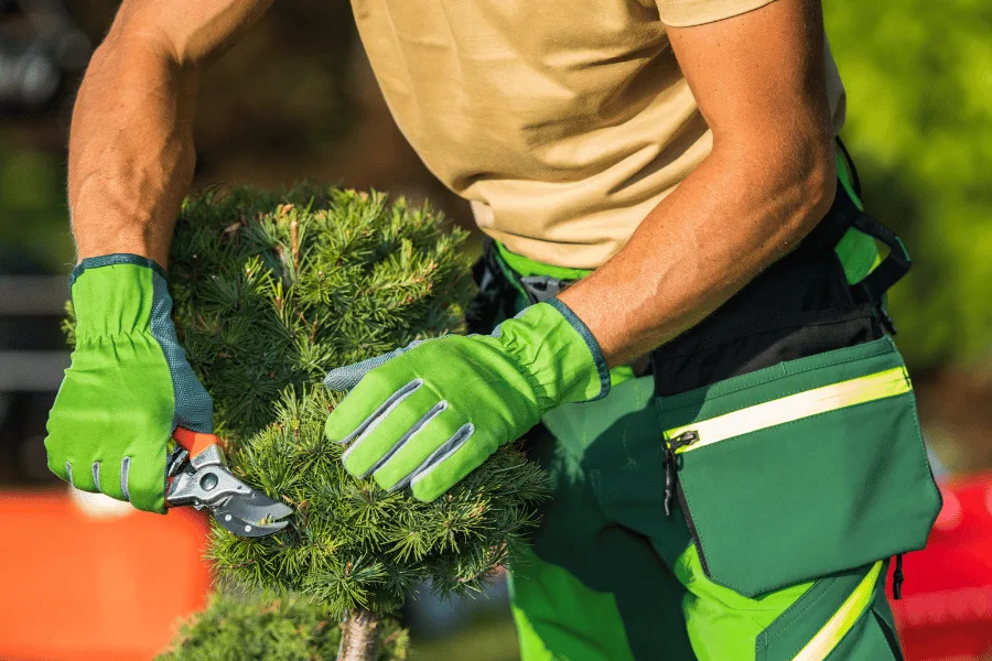 Overgrown Tree Trimming Solutions